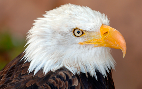 Águila americana