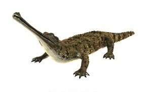 Sabes cuáles son las diferencias entre cocodrilos y aligatores? - Jungle  Park