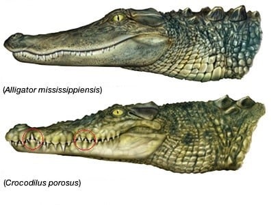 Sabes cuáles son las diferencias entre cocodrilos y aligatores? - Jungle  Park