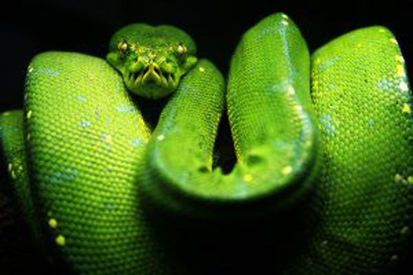 Conoce a la serpiente MORELIA VIRIDIS