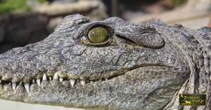¿Sabes cuáles son las diferencias entre cocodrilos y aligatores?