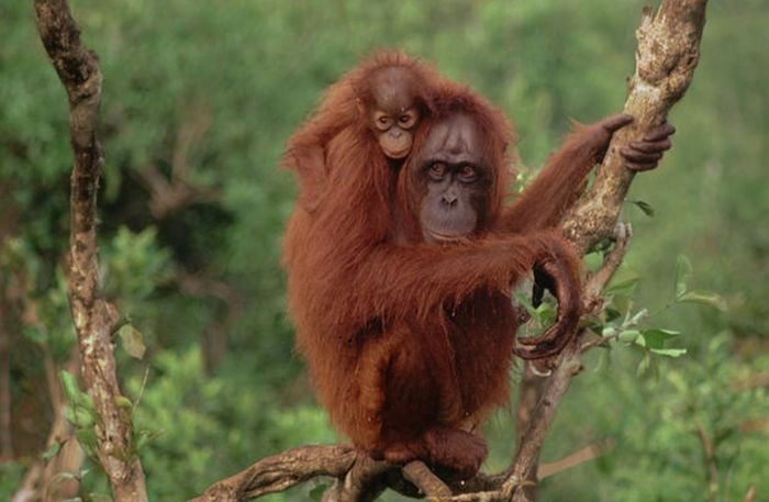Los orangutanes: Conoce a estos grandes primates.