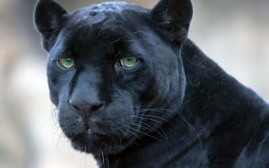 ¿Pantera negra o jaguar?