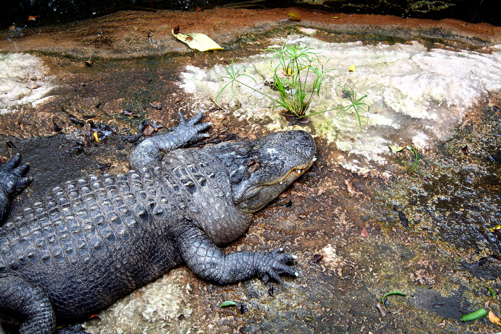 American alligator