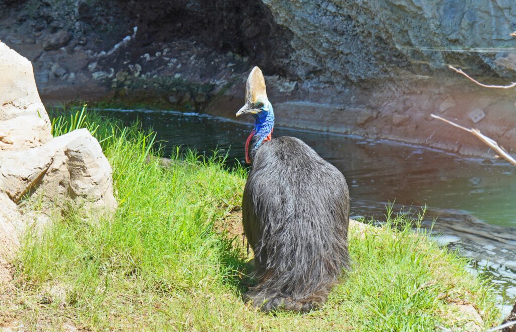 Southern cassowary