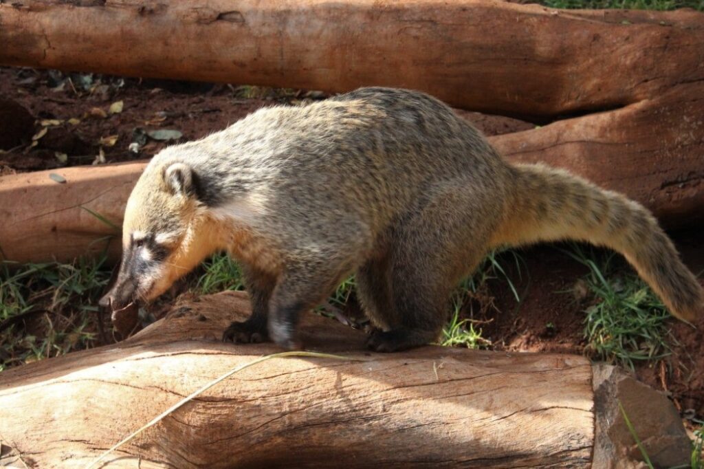 Coatí de cola anillada