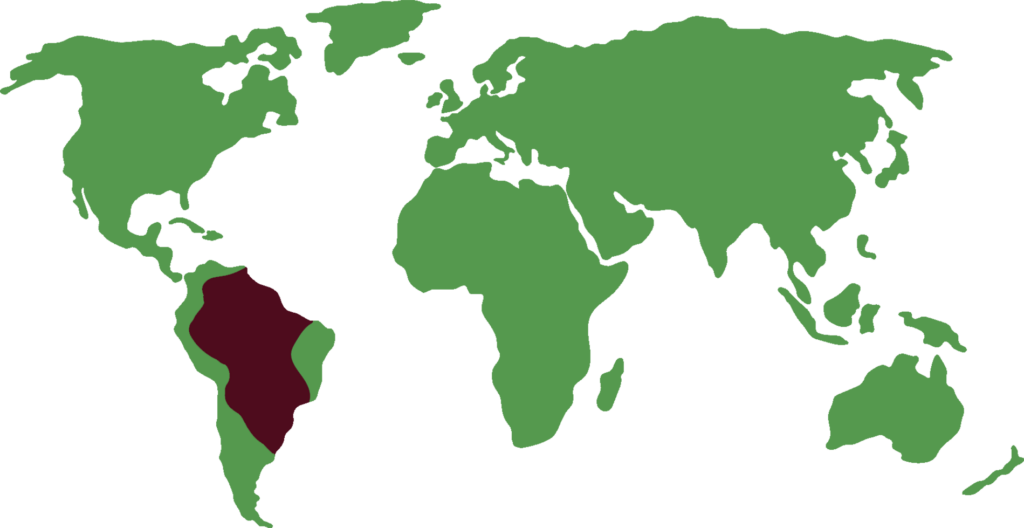 Distribución South american coati