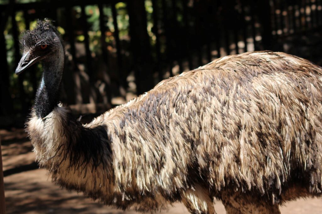 Common emu