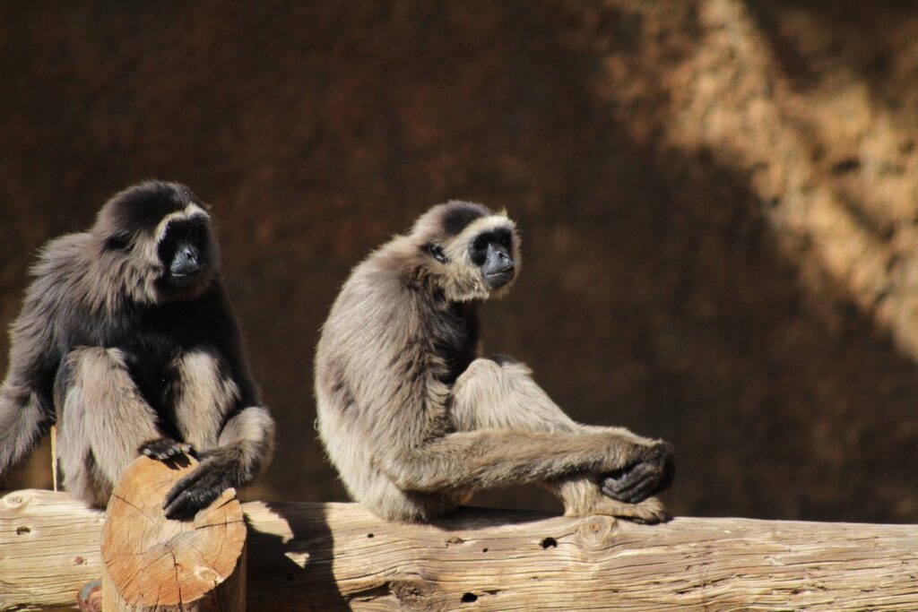 bornean gibbon