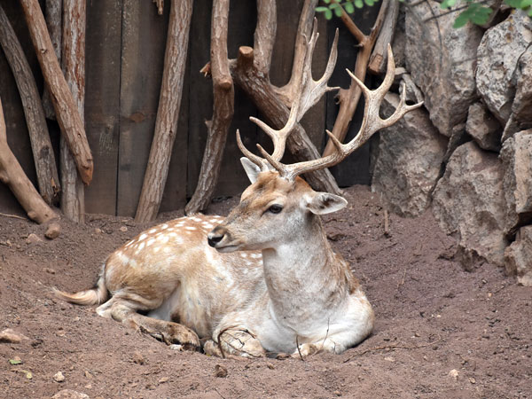 european fallow deer