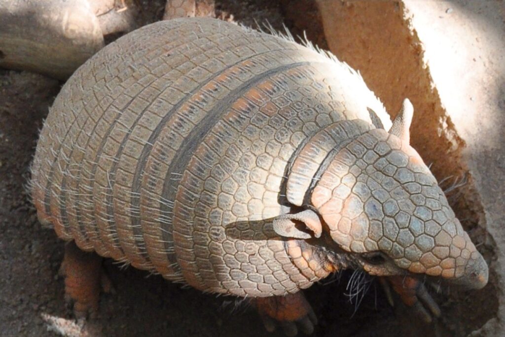 Six-banded armadillo