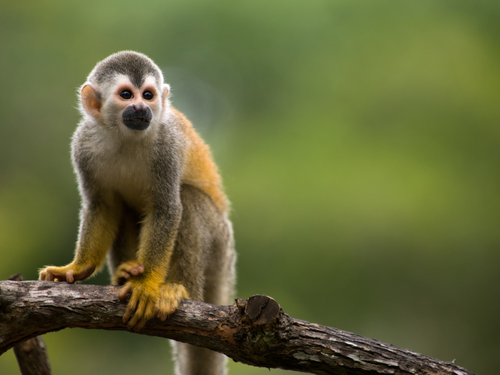 Guianan squirrel monkey