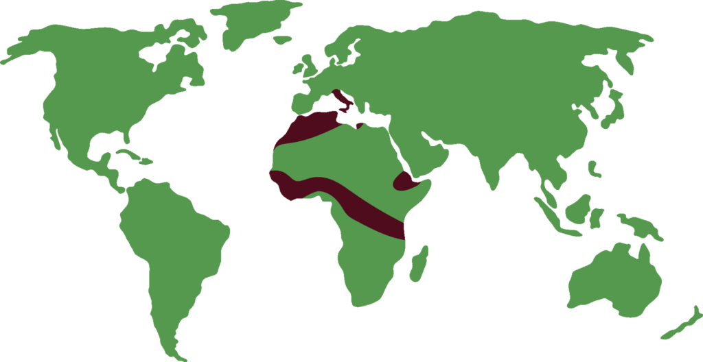 distribución de puercoespín africano