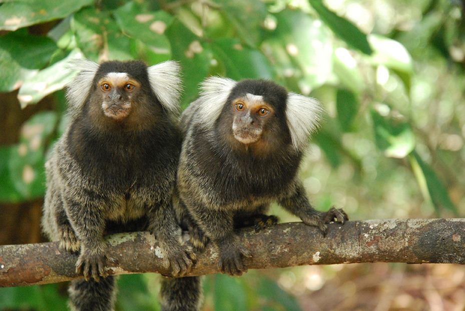 Common marmoset