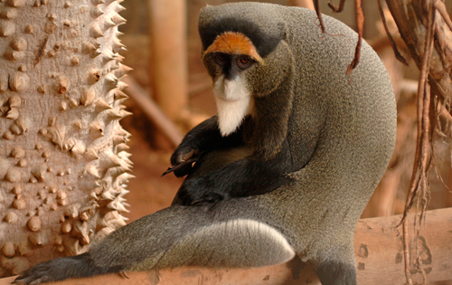 De Brazza´s Guenon