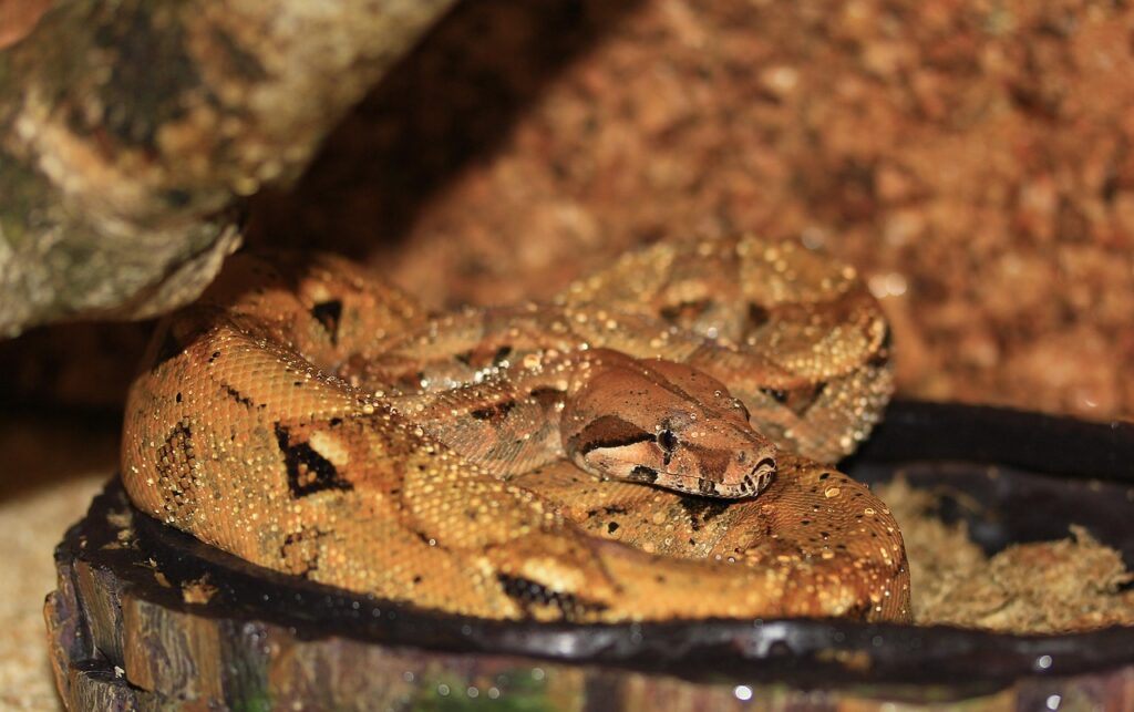 Red-tailed boa