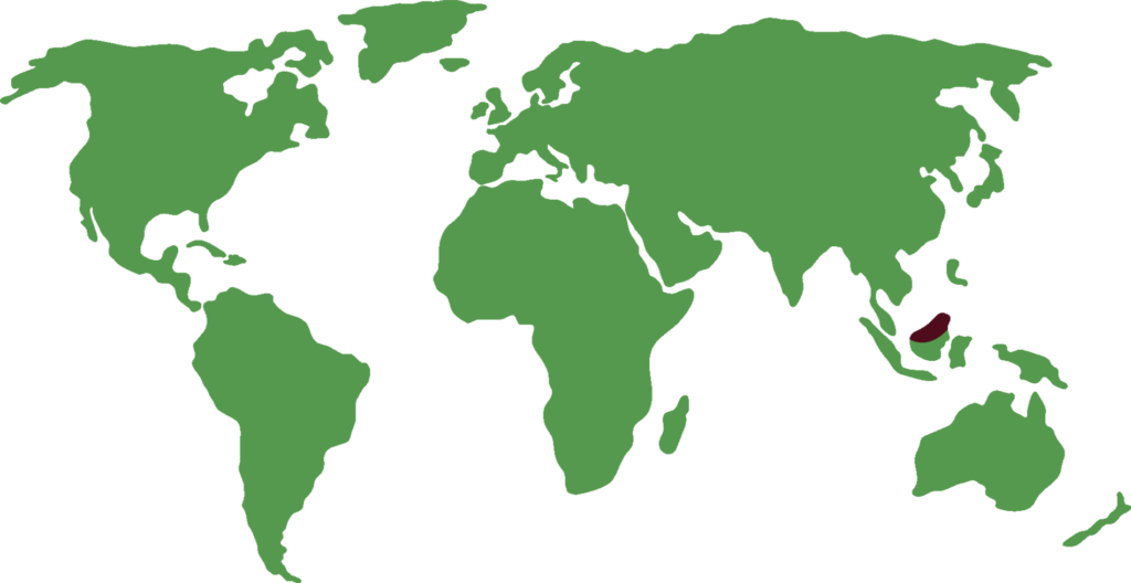 Distribución del gibón de borneo