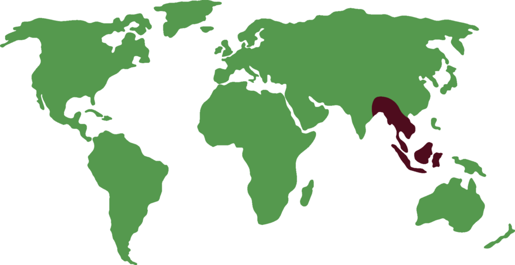 distribución de Gibón de manos blancas