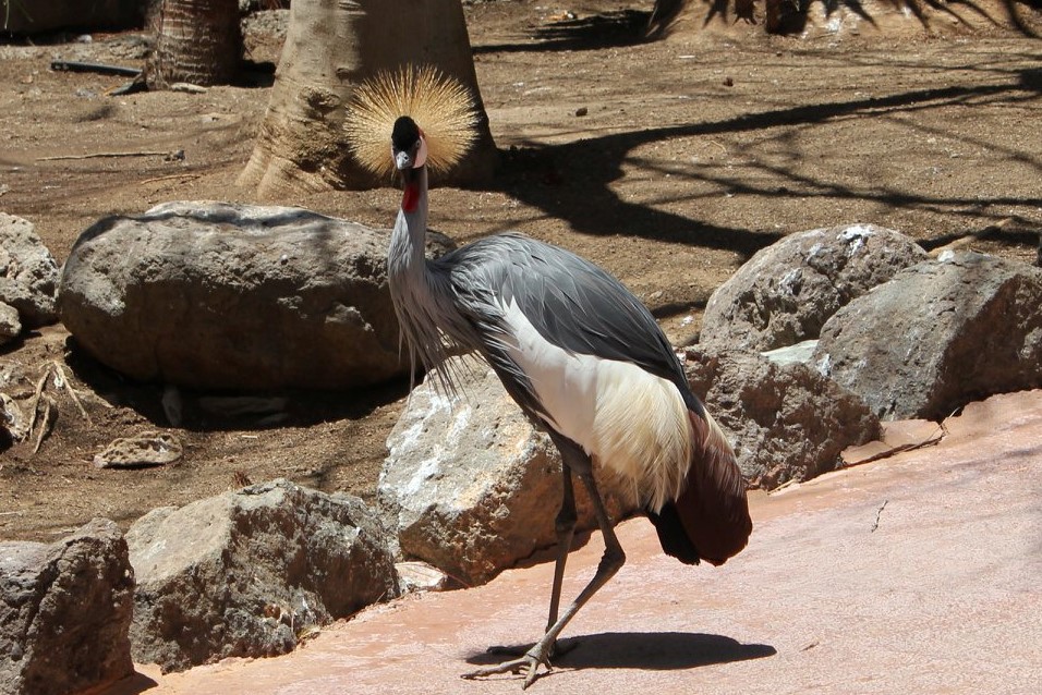 Grulla coronada cuelligrís