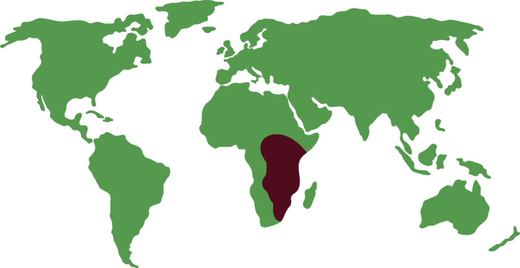 Distribución de Grulla coronada cuelligrís