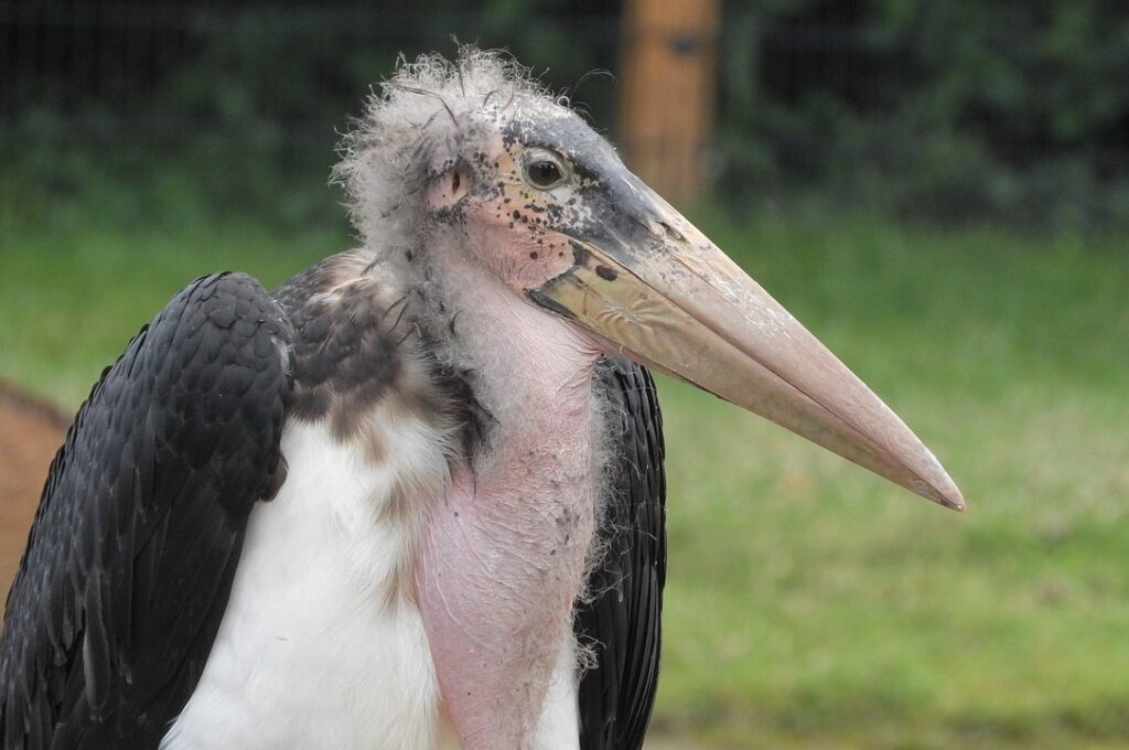 Marabou stork (Leptoptilos crumeniferus)