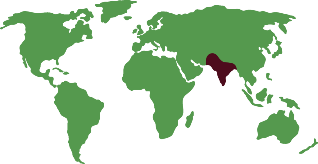 distribución de pitón de la india