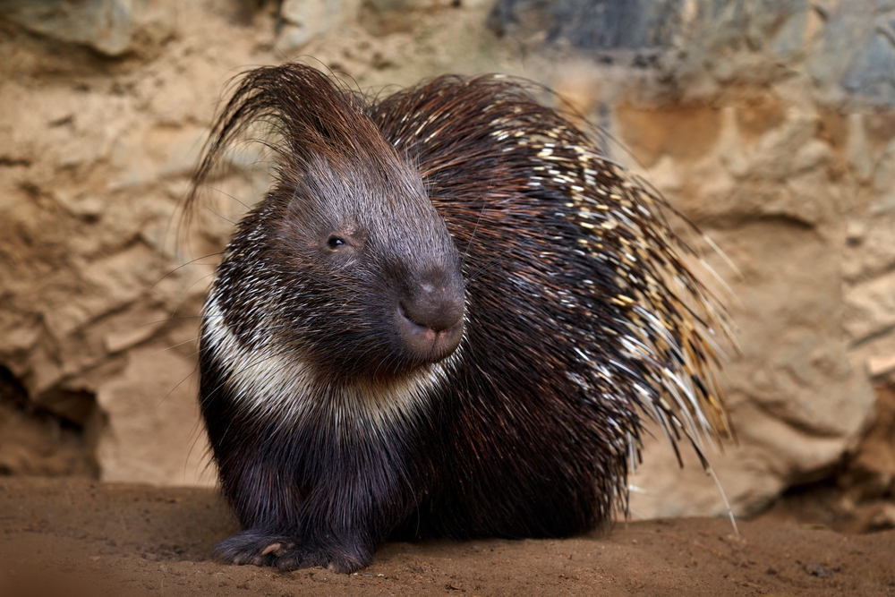 Crested porcupine