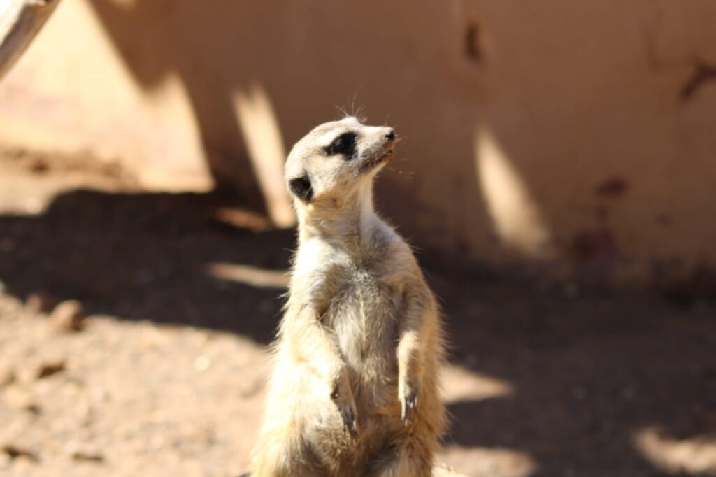 Meerkat