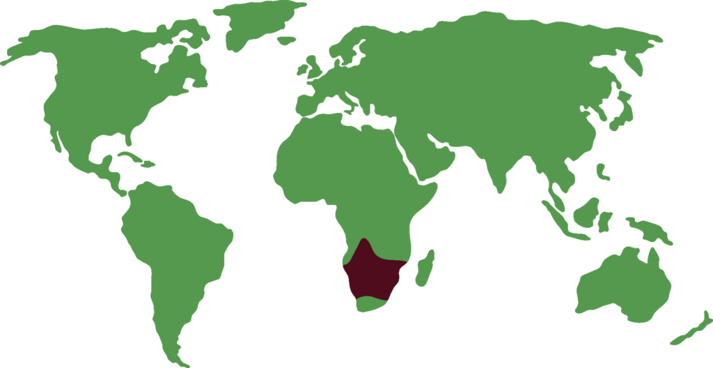 Meerkat distribution