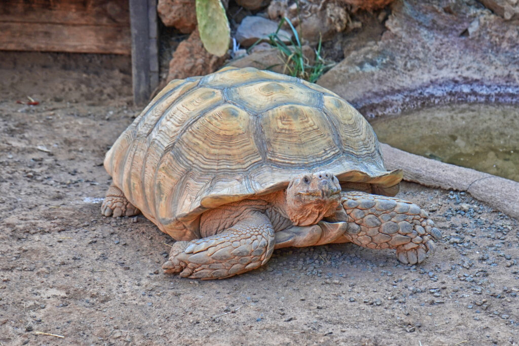 Tortuga de espolones africana