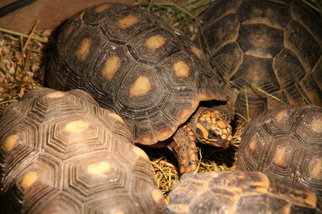 Red-footed tortoise