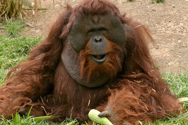 Bornean orangutan 