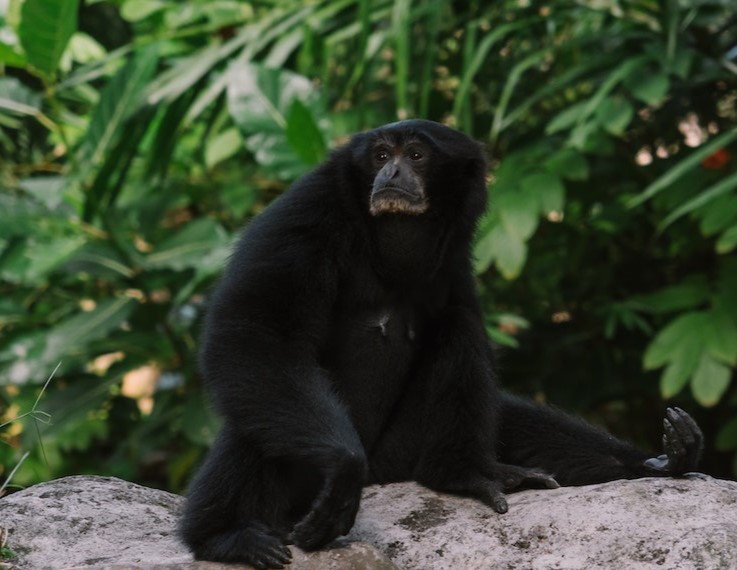 Gibbon Siamang