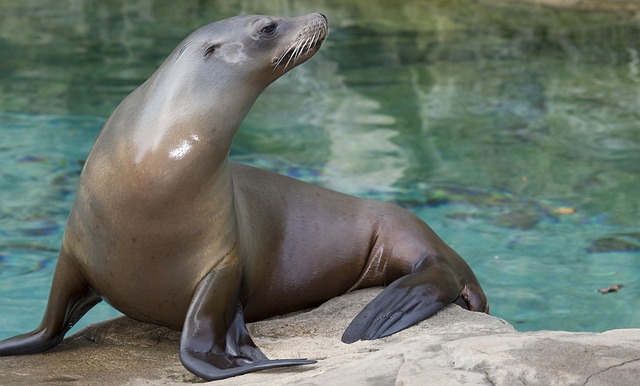 León marino californiano