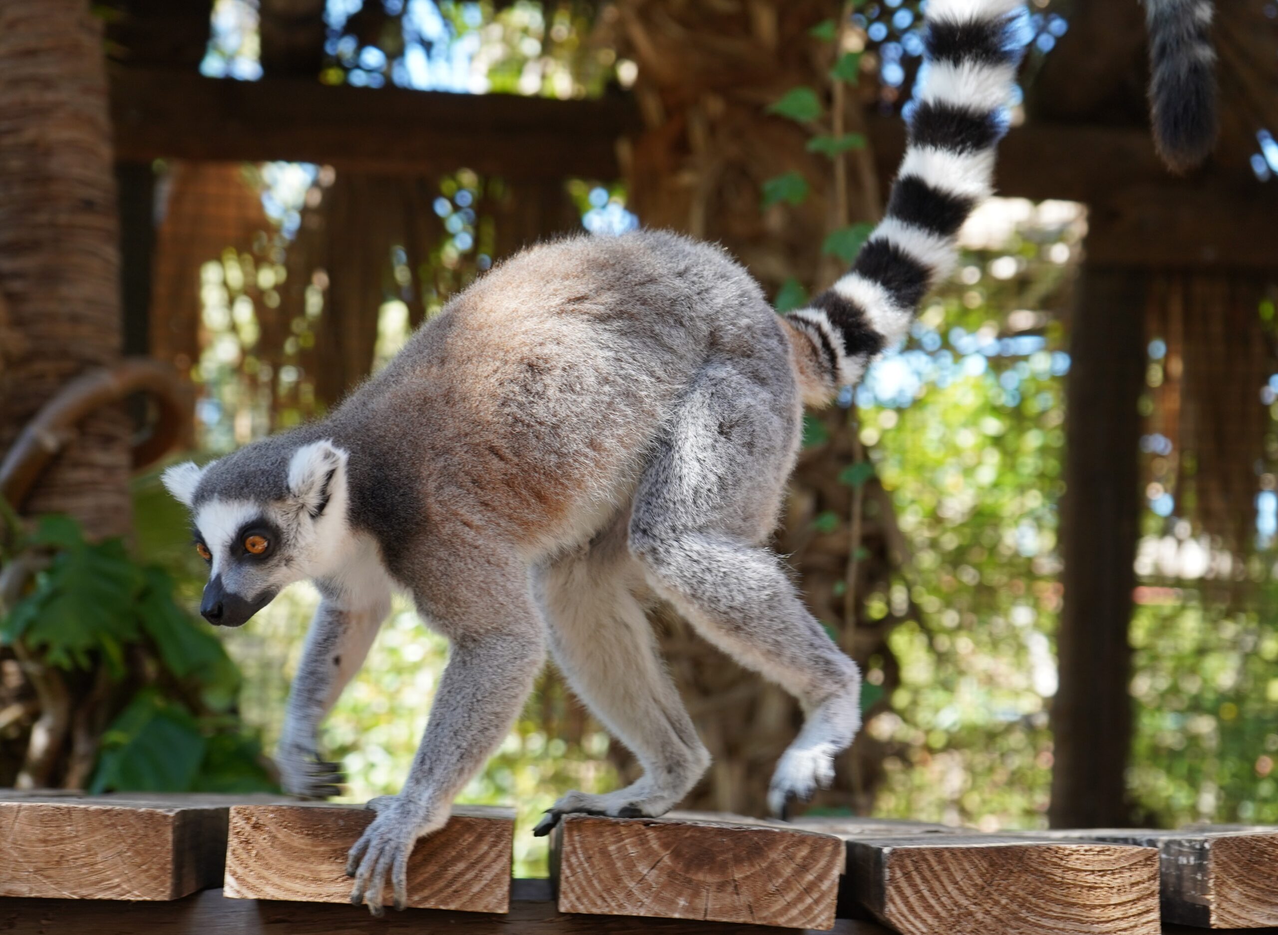 Ring-tailed Lemur, Lemur catta, with clear background Stock Photo by byrdyak
