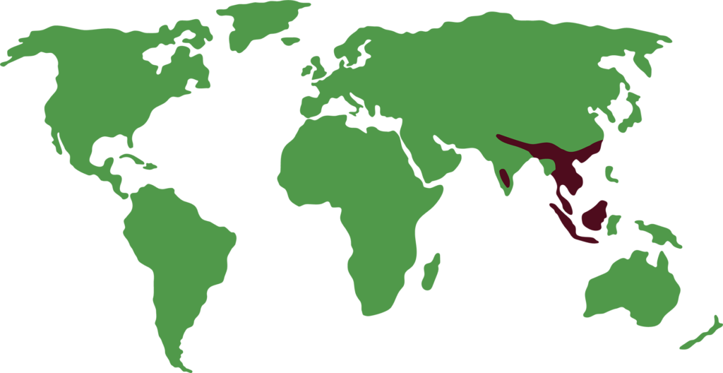 Distribución de nutria enana asiática