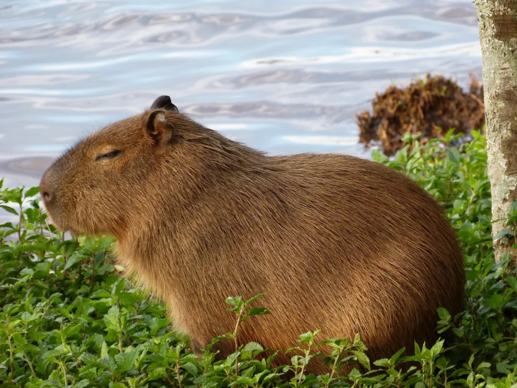 The Capybara – The giant of the savanna…