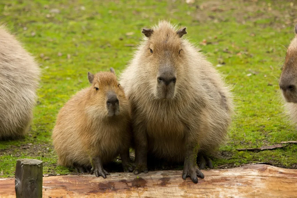 Capybara