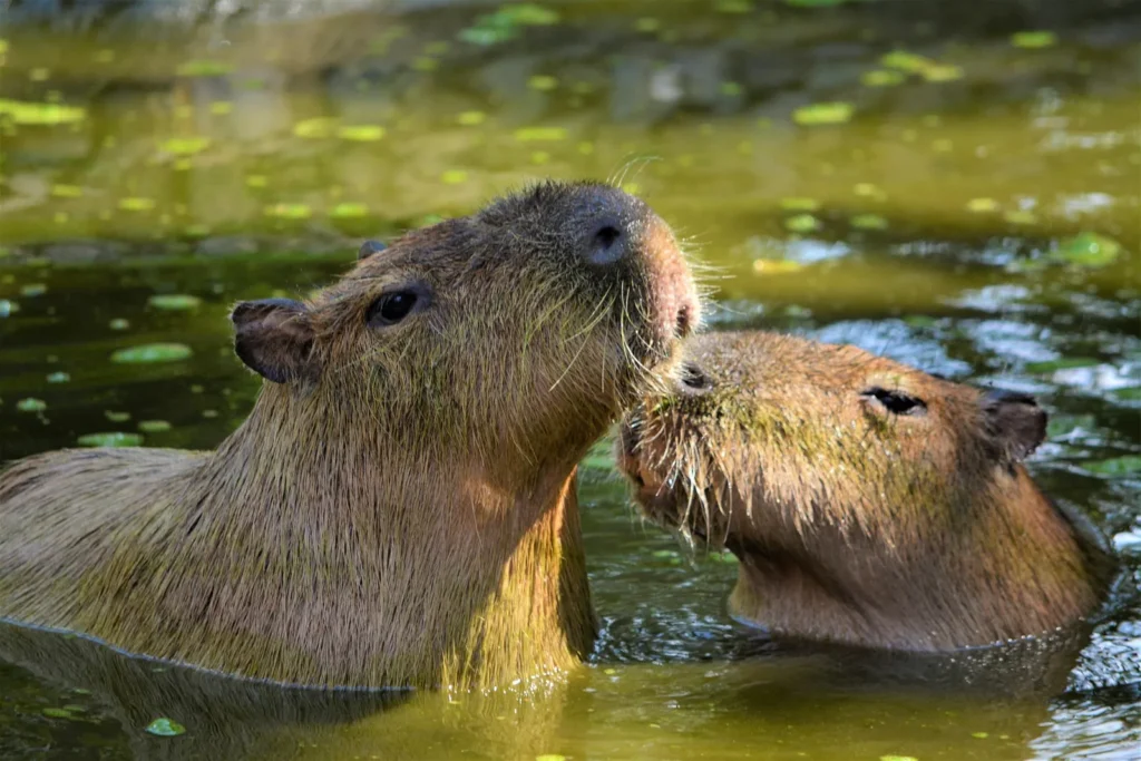 Capybara