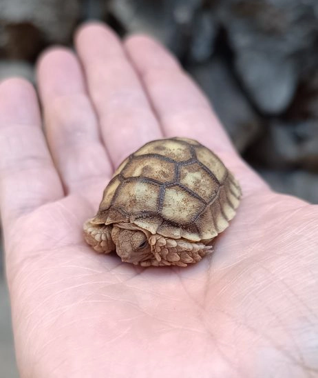 La tortuga sulcata en Jungle Park: un nacimiento que invita a mirar el tiempo de otra manera